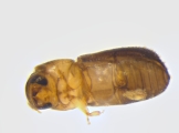 Cryphalus sp1937_Tiny 13968