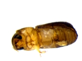 Cryphalus sp1937_Tiny 13968