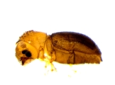 Cryphalus sp1937_Tiny 13968