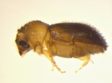 Cryphalus sp1937_Tiny 13968