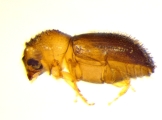Cryphalus sp1937_Tiny 13968