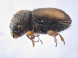 Cryphalus sp2028_Vietnam 13656