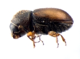 Cryphalus sp2028_Vietnam 13656