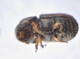 Cryphalus sp2028_Vietnam 13656