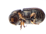 Cryphalus sp2028_Vietnam 13656