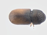 Cryphalus sp2028_Vietnam 13656