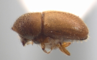 Cryphalus spp 12486