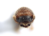 Scolytogenes sp_1809 13515