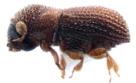 Scolytogenes sp_1809 13515