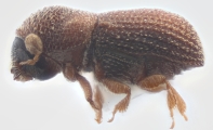 Scolytogenes sp_1809 13515