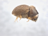 Cryphalus sp2145_PronotalMycangea 13690