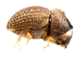 Cryphalus sp2145_PronotalMycangea 13690