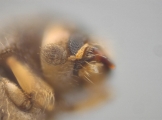 Cryphalus sp2145_PronotalMycangea 13690