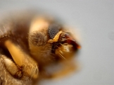 Cryphalus sp2145_PronotalMycangea 13690