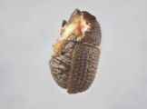 Cryphalus sp2145_PronotalMycangea 13690