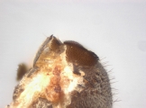 Cryphalus sp2145_PronotalMycangea 13690