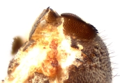 Cryphalus sp2145_PronotalMycangea 13690