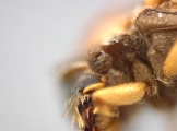 Cryphalus sp2145_PronotalMycangea 13690