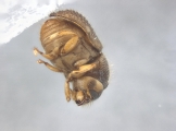 Cryphalus sp2145_PronotalMycangea 13690