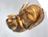 Cryphalus sp2145_PronotalMycangea 13690