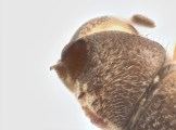 Cryphalus sp2145_PronotalMycangea 13690