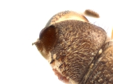 Cryphalus sp2145_PronotalMycangea 13690