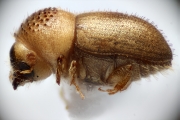 Cryphalus sp2032_SpurOnFemur 14892