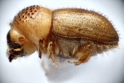 Cryphalus sp2032_SpurOnFemur 14892