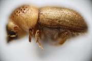 Cryphalus sp2032_SpurOnFemur 14892