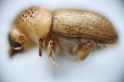 Cryphalus sp2032_SpurOnFemur 14892