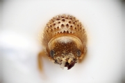 Cryphalus sp2032_SpurOnFemur 14892