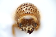Cryphalus sp2032_SpurOnFemur 14892