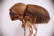 Cryphalus sp2032_SpurOnFemur 14893