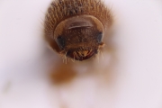 Cryphalus sp2032_SpurOnFemur 14893