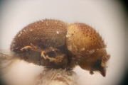 Cryphalus submuricatus 12202