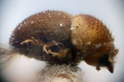 Cryphalus submuricatus 12202