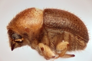 Cryphalus subtuberculatus 13483