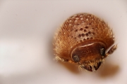 Cryphalus subtuberculatus 13483