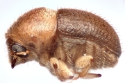 Cryphalus subtuberculatus 13483