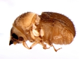 Cryphalus subtuberculatus 13699