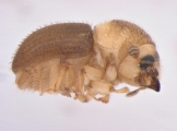Cryphalus subtuberculatus 13699