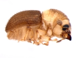 Cryphalus subtuberculatus 13699