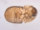 Cryphalus subtuberculatus 13699