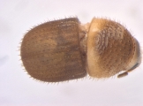 Cryphalus subtuberculatus 13699