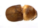 Cryphalus subtuberculatus 13699