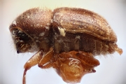 Cryphalus swezeyi 14929