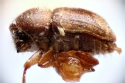 Cryphalus swezeyi 14929