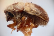 Cryphalus swezeyi 14930