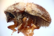 Cryphalus swezeyi 14930