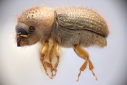 Cryphalus grayi 12209
